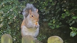 🐿 Squirrel grovepark weston squirrelwatching cuteanimals 2024 bekindtoanimals wildlife cute [upl. by Adlin]