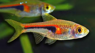 Top 10 Aquarium Fish For Beginners [upl. by Nikaniki]