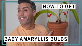 HowTo Get Your Amaryllis Bulbs to Grow and ReBloom  Getting New Baby Bulbs [upl. by Abla]