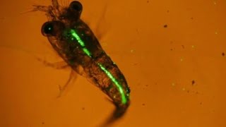 Plankton eating plastic caught on camera for the first time [upl. by Fiden]