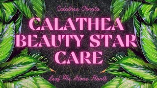 Calathea Beauty Star Calathea Ornata Care Guide [upl. by Oirobil]