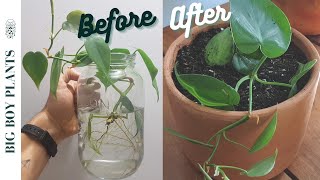 How to Propagate a Heartleaf Philodendron Step by Step [upl. by Kolodgie]