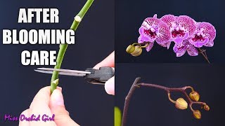 Orchid Care for Beginners  What to do after Phalaenopsis blooms fall Cutting spike amp aftercare [upl. by Morra324]