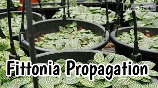 Leaf Propagation in Fittonia Nerve plant [upl. by Downall822]