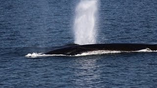 Whalewatching Tadoussac with Dufour 2011 [upl. by Yntruoc]