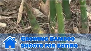 Bamboo Growing 101  Growing Bamboo Shoots for Eating [upl. by Elaweda]