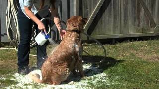 Spray Away Dog Wash by Main n Tail [upl. by Ahsined531]