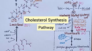 Cholesterol Synthesis Pathway  Biochemistry [upl. by Phylys]