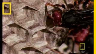 Paper Wasp  National Geographic [upl. by Ahsiekel950]