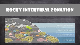 Rocky Intertidal Zonation  Oceanography [upl. by Kecaj]