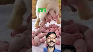 🐰Rabbit Growth  Baby Animals 1to 16 days rabbit rabbits shorts animals animal trending yt [upl. by Eeladnerb997]