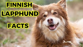 Finnish Lapphund  Top 10 Interesting Facts [upl. by Eittel]