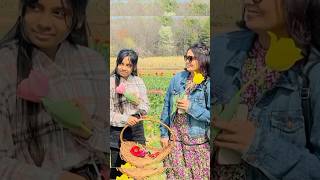 Ye Tulip ka jadu hai ❤️😍ytshorts usa marathi tulip fyp foryou explore [upl. by Zsazsa]