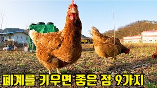 107『폐계에게 새로운 삶을』 11회폐계를 키우면 좋은 점 9가지  닭 [upl. by Carisa]