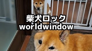 柴犬ロック ボブ 世界へこんにちは！ 柴犬ロック 拒否柴 [upl. by Ekud]