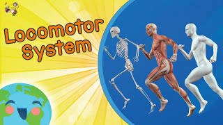 Locomotor System For Kids Educational Video for Kids [upl. by Dorothy]