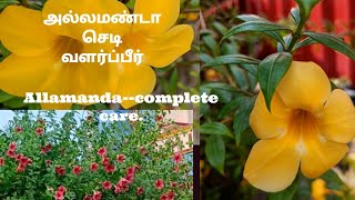 Allamanda plant complete carevarieties and propagation in tamil mygardenvoice [upl. by Zadoc628]