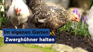 Erfahrungsbericht Zwerghühner im eigenen Garten halten [upl. by Ai]