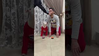 I dog apprendono un comportamento Direi propio di si……🐶 dogs dog dogfood dogvideo dogvideos [upl. by Ennaylil]