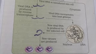 neet2021neet2022neetexam Class12 Ncert Human Health and Dieases Diagram Replication of retrovirus [upl. by Nirroc844]