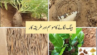 Asafoetida Hing Plant Hing lgany ka Mosam or Tarika  Heera Hing  Hing Cultivation in Pakistan [upl. by Ahsinrac919]