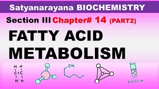 Chp14 Part2 Satyanarayana Biochemistry  FATTY ACID Metabolism  Beta Oxidation  DrAsif Lectures [upl. by Ennahs]