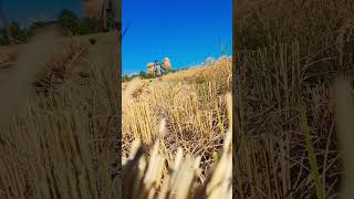 Harvesting Paddy shorts ytshorts youtubeshorts [upl. by Eilime]