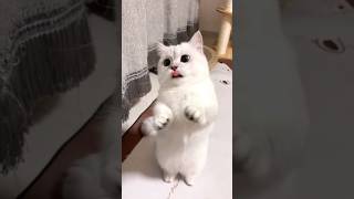 Cat videos cute cats kittens 😻🍓 [upl. by Idaf]