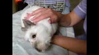 Animal Healing Mini Video Suki the Rabbit Reiki and Flower Essences 2011 [upl. by Jadd]