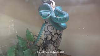 Blue Insularis Feeding and Care movie [upl. by Makell]