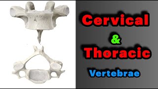 جلسه 2  آناتومی مهره های گردنی و سینه ای Anatomy of Cervical and Thoracic vertebrae [upl. by Matthews]