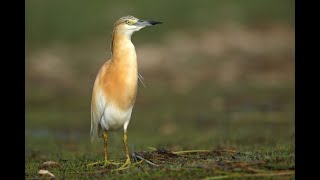 ÄŒOPASTA ÄŒAPLJA Squacco Heron Ardeola ralloides Scopoli 1769 [upl. by Atiuqrehs]