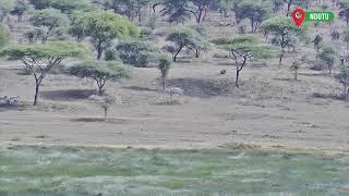 Ngorongoro Conservation Area Live Stream [upl. by Tartaglia]