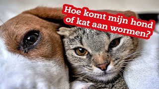 Hoe krijgt je hond of kat wormen [upl. by Anihs]