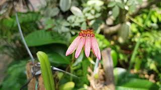 Bulbophyllum flabellumvenerisSingapore September 2018 [upl. by Ennovehc191]