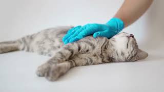 Using a Micro Pen applicator for your pets transdermal medication [upl. by Chastain]