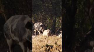 Wild Boar Within Mob Of Feral Pigs 🐗 [upl. by Hilaire126]