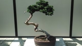 Chamaecyparis obtusa Bonsai Tree Type [upl. by Anairol800]