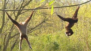 Gibbon Monkeys swinging and singing Turnende Gibbon Affen [upl. by Crocker]