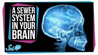 Surprise Your Brain Has a Secret Sewer System [upl. by Nyladnek759]