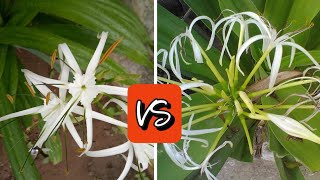 Hymenocallis littoralis Vs Crinum asiaticum know the difference जानिए क्या है अंतर Spider lily [upl. by Rizzo]