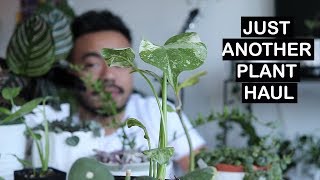 HOUSEPLANT HAUL  SUMMER 2018 [upl. by Sane731]