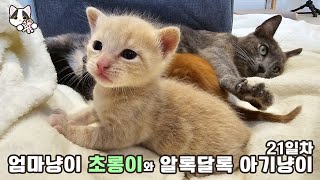 아장아장 기어다니는 아기고양이 21일차 [upl. by Collen]