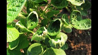 Dicamba Task Force [upl. by Zerla]