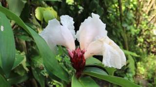 Pacing Costus speciosus [upl. by Ecyoj]