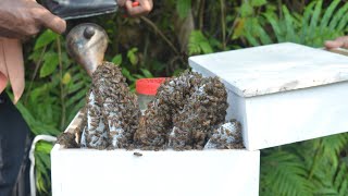 Bee keeping practices in Sri Lanka part 03 [upl. by Thorbert]