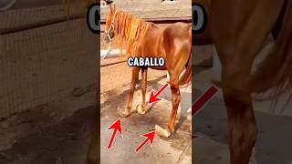 Este caballo no se movió durante meses 🐎🛟🦸🏽 caballos rescate asmr [upl. by Nichols95]