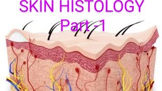 Histology of Skin [upl. by Enyrhtac]