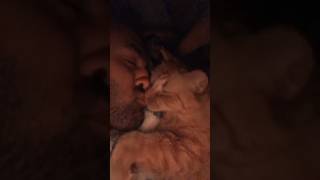 The way he kisses back 🥹 catshorts cat cats4life catdaddy catlover catdad livelovecats cute [upl. by Nahej775]