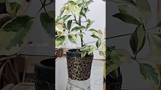 Flower Pot Decoration Part 3 ✨️💫🤩 shorts homedecor decoration decor flowerpot [upl. by Lauraine]